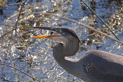 Grand héron - Great blue heron