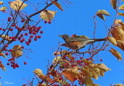 Merle d'Amérique - American robin