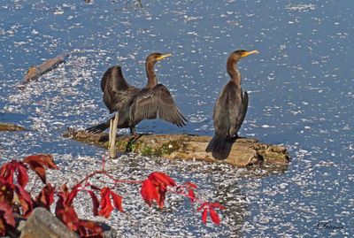 Cormoran à aigrettes - Doubled-crested cormorant