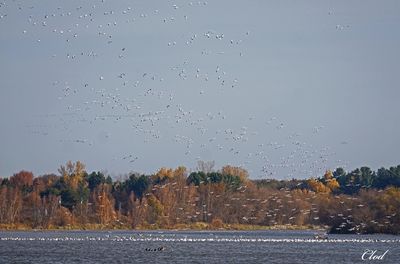 Oies des neiges - Snow geese