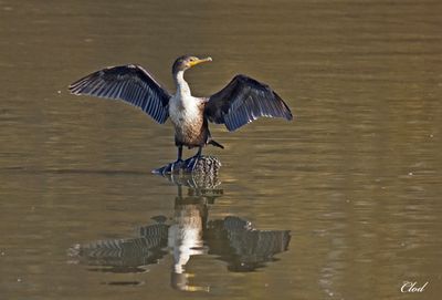 Cormoran à aigrettes - Doubled-crested cormorant