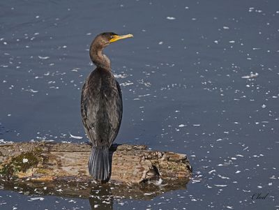 Cormoran à aigrettes - Doubled-crested cormorant