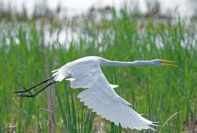 Grande aigrette - Great egret