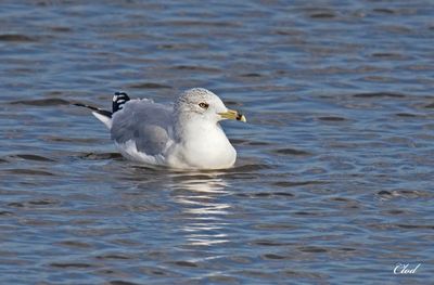 Goéland à bec cerclé - Ring-billed gull