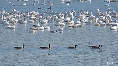 Oies des neiges et Bernaches du Canada - Snow and Canada Geese