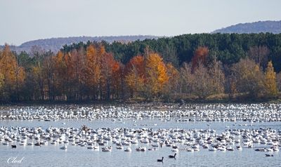 Oies des neiges - Snow geese