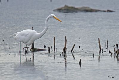 Grande aigrette - Great egret