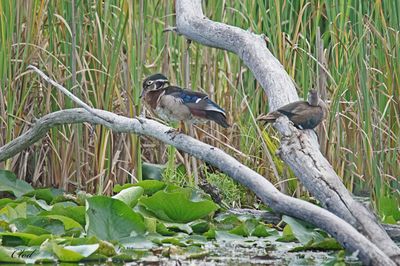 Canard branchu - Wood duck