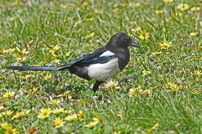 Pie bavarde - Eurasian magpie