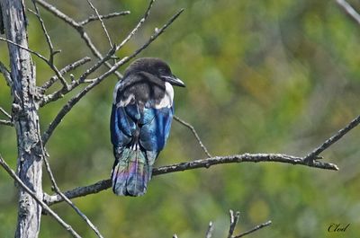 Pie bavarde - Eurasian magpie