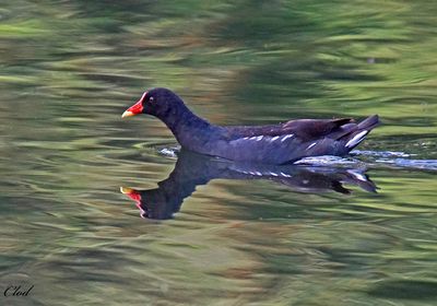 Gallinule poule-d'eau - Common moorhen