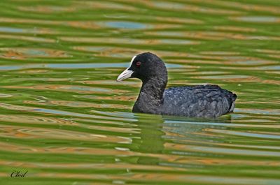 Foulque macroule - Eurasian coot