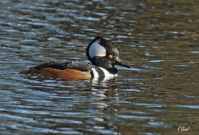 Harle couronné - Hooded merganser