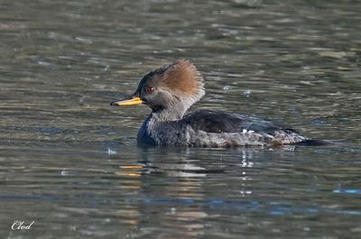 Harle couronné - Hooded merganser (Fem)