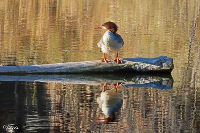 Grand harle - Common merganser