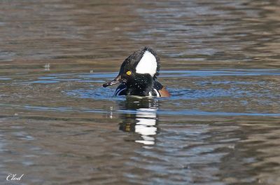 Harle couronné - Hooded merganser