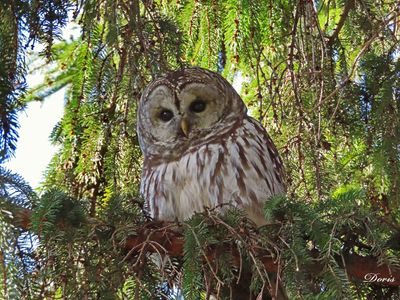 Chouette rayée - Barred owl
