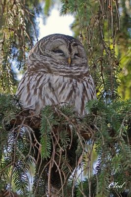 Chouette rayée - Barred owl