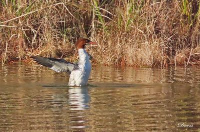 Grand harle - Common merganser
