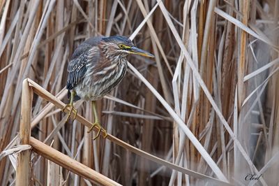 Héron vert - Green heron