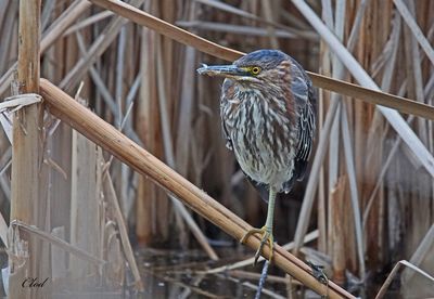 Héron vert - Green heron