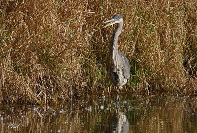 Grand héron - Great blue Heron