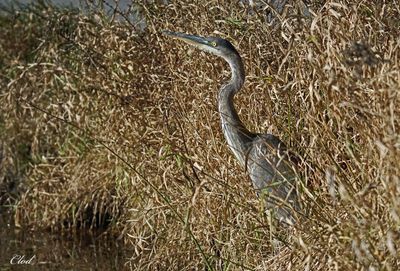 Grand héron - Great blue Heron