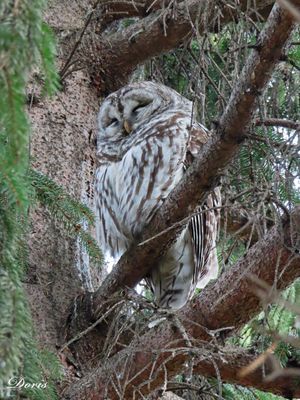 Chouette rayée - Barred owl