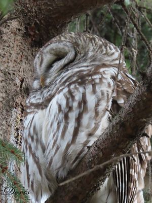 Chouette rayée - Barred owl