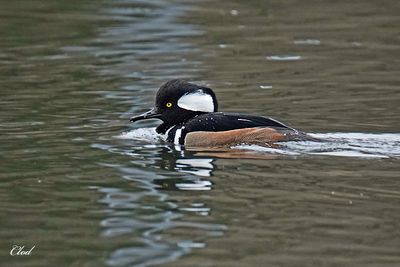Harle couronné - Hooded merganser