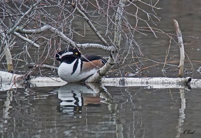 Harle couronné - Hooded merganser