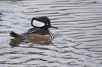 Harle couronné - Hooded merganser