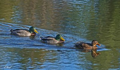 Canards Colvert - Mallard