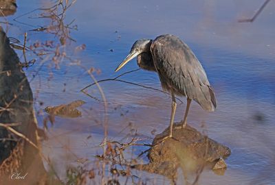Grand héron - Great blue Heron