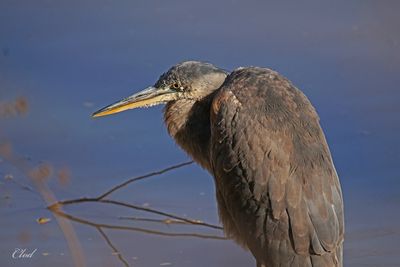 Grand héron - Great blue Heron