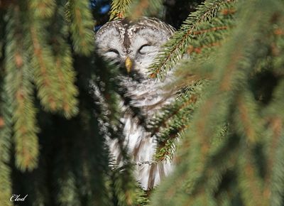 Chouette rayée - Barred owl