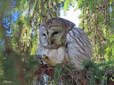 Chouette rayée - Barred owl