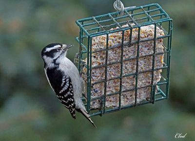 Pic mineur - Downy woodpecker