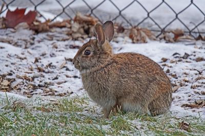 Lapin à queue blanche - Eastern cottontail