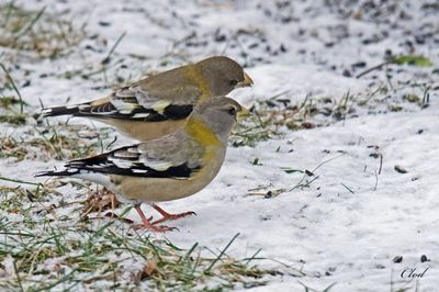 Gros-bec errant - Evening grosbeak