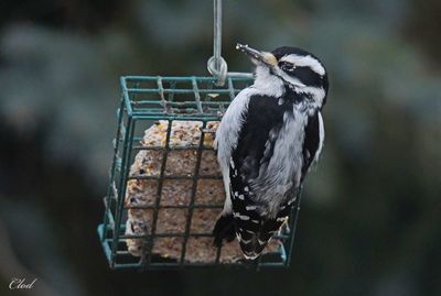 Pic chevelu - Hairy woodpecker