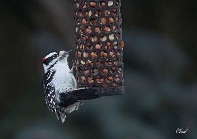 Pic mineur - Downy woodpecker
