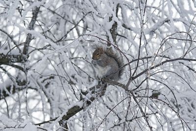 Écureuil gris - Eastern gray squirrel