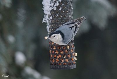 Sittelle à poitrine blanche - White-breasted Nuthatch