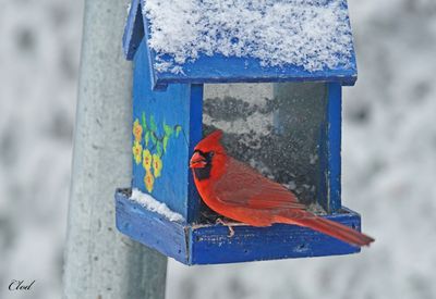 Cardinal rouge - Northern cardinal