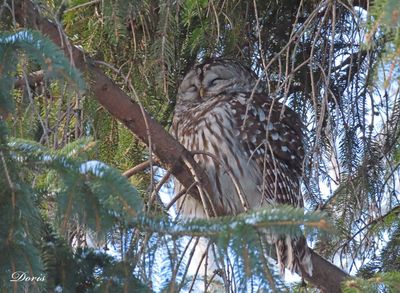 Chouette rayée - Barred owl