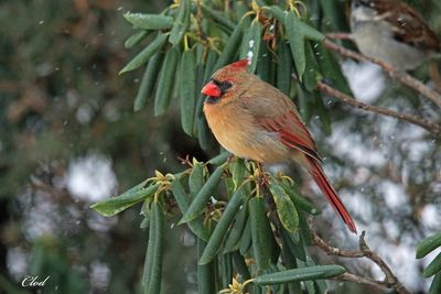 Cardinal rouge - Northern cardinal (fem)