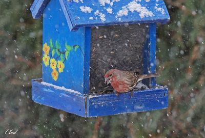 Roselin familier - House finch