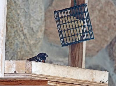 Tohi tacheté - Spotted towhee