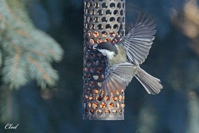 Mésange à tête noire - Black-capped chickadee